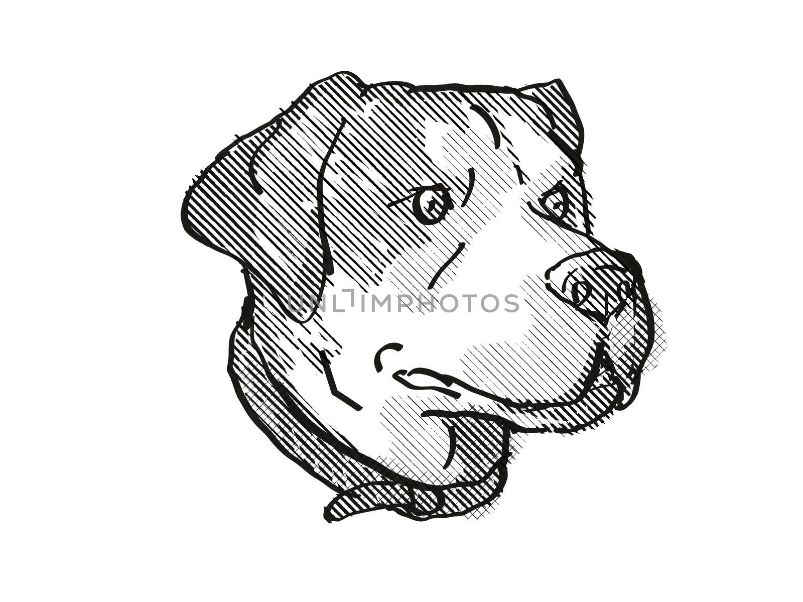 Greater Swiss Mountain Dog Breed Cartoon Retro Drawing by patrimonio