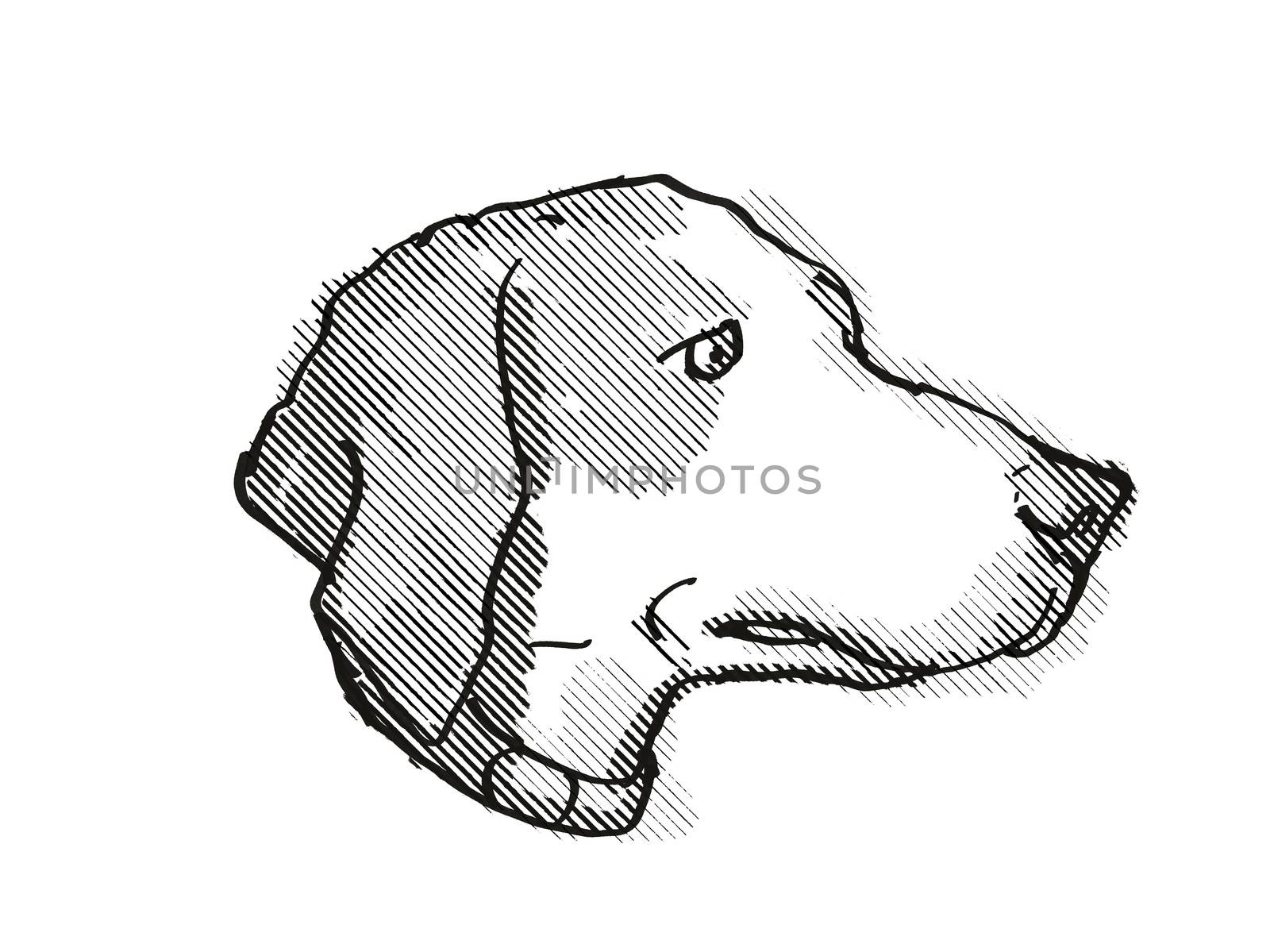 Harrier Dog Breed Cartoon Retro Drawing by patrimonio