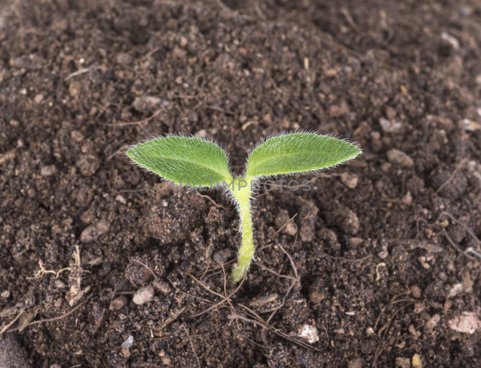 New development and renewal as a business concept of emerging leadership success as an old cut down tree and a strong seedling growing in the center trunk as a concept of support building a future.