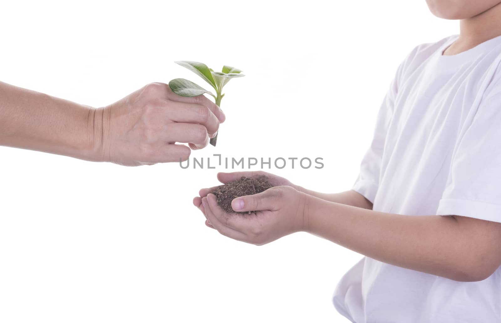 Woman delivers a tree with a boy on a white background.