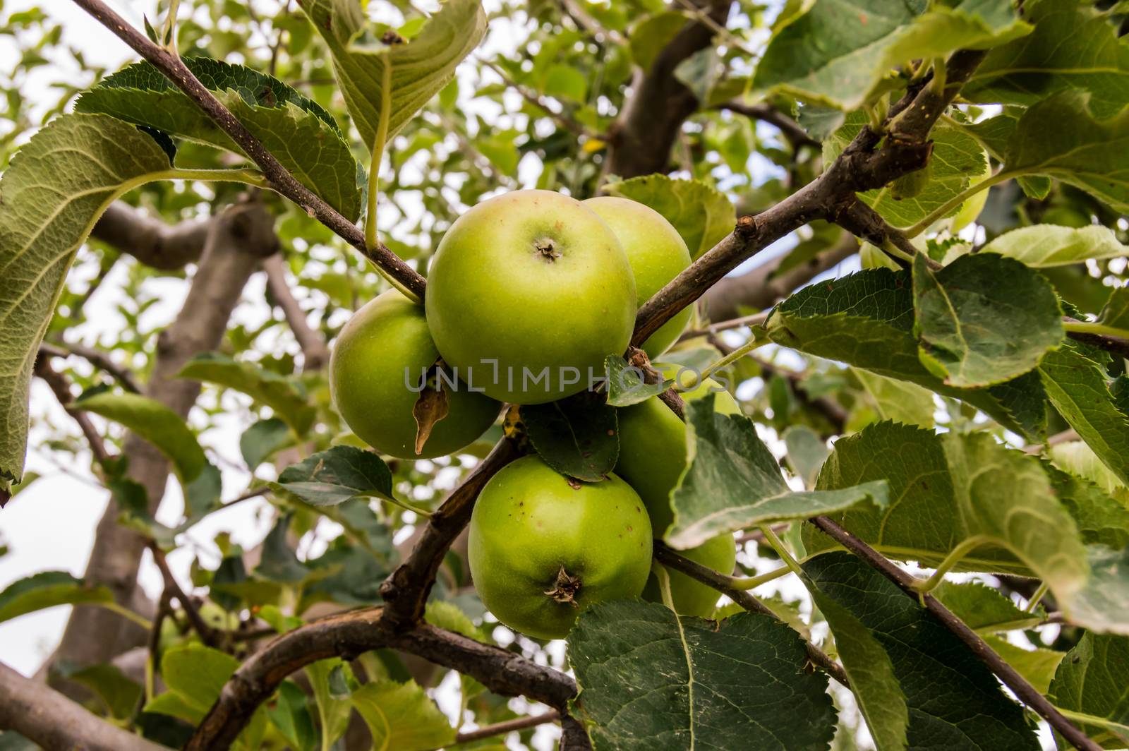 Unripe green apples on branch