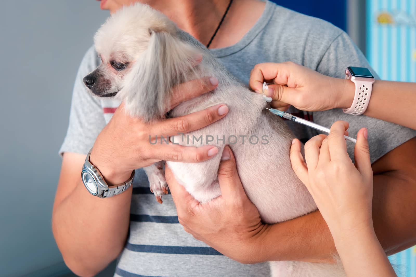 Dog or other pets get vaccinated against protect rabies and tick-borne diseases by veterinarian doctor during the examination in veterinary clinic