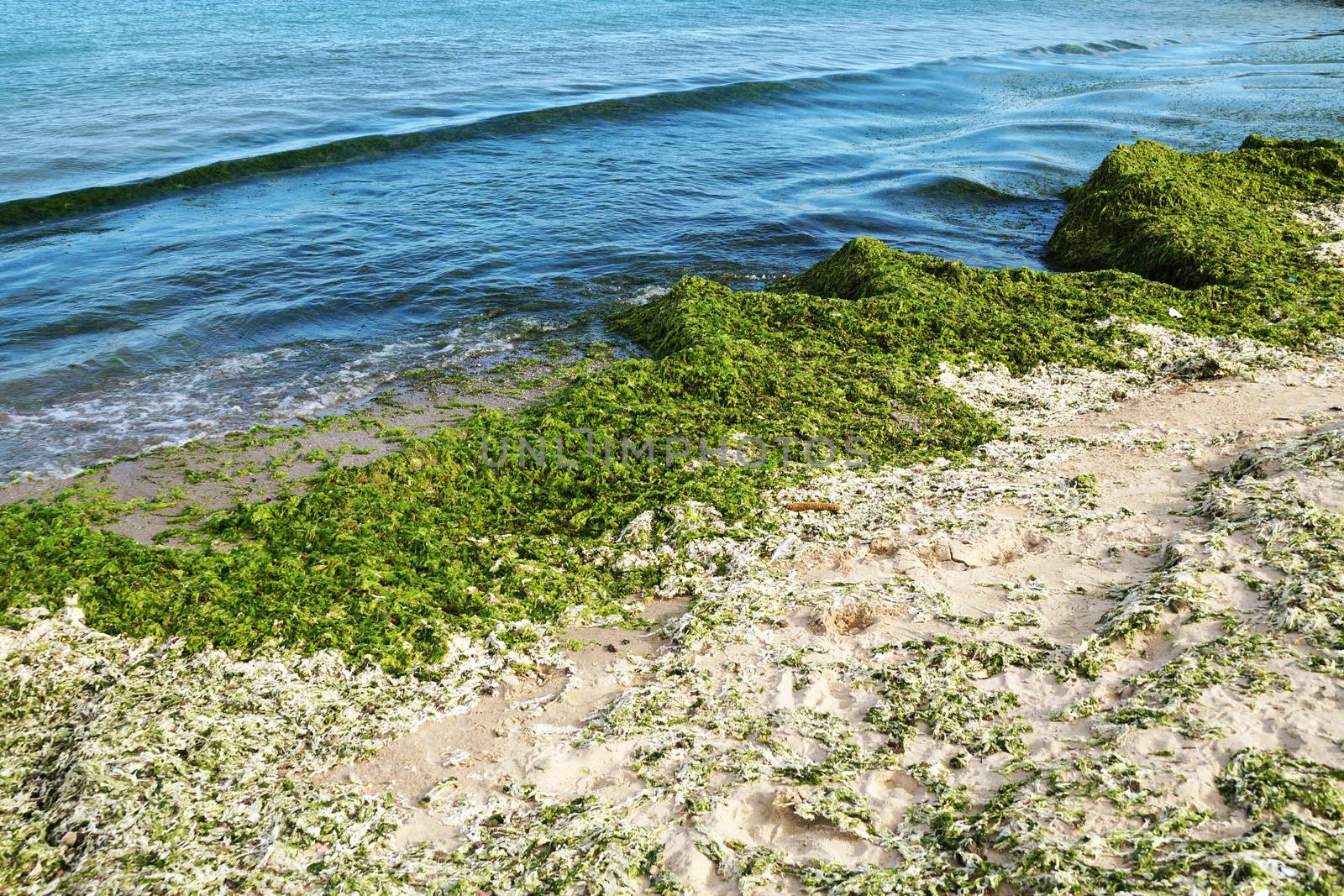 green algae on an empty sandy beach by Annado