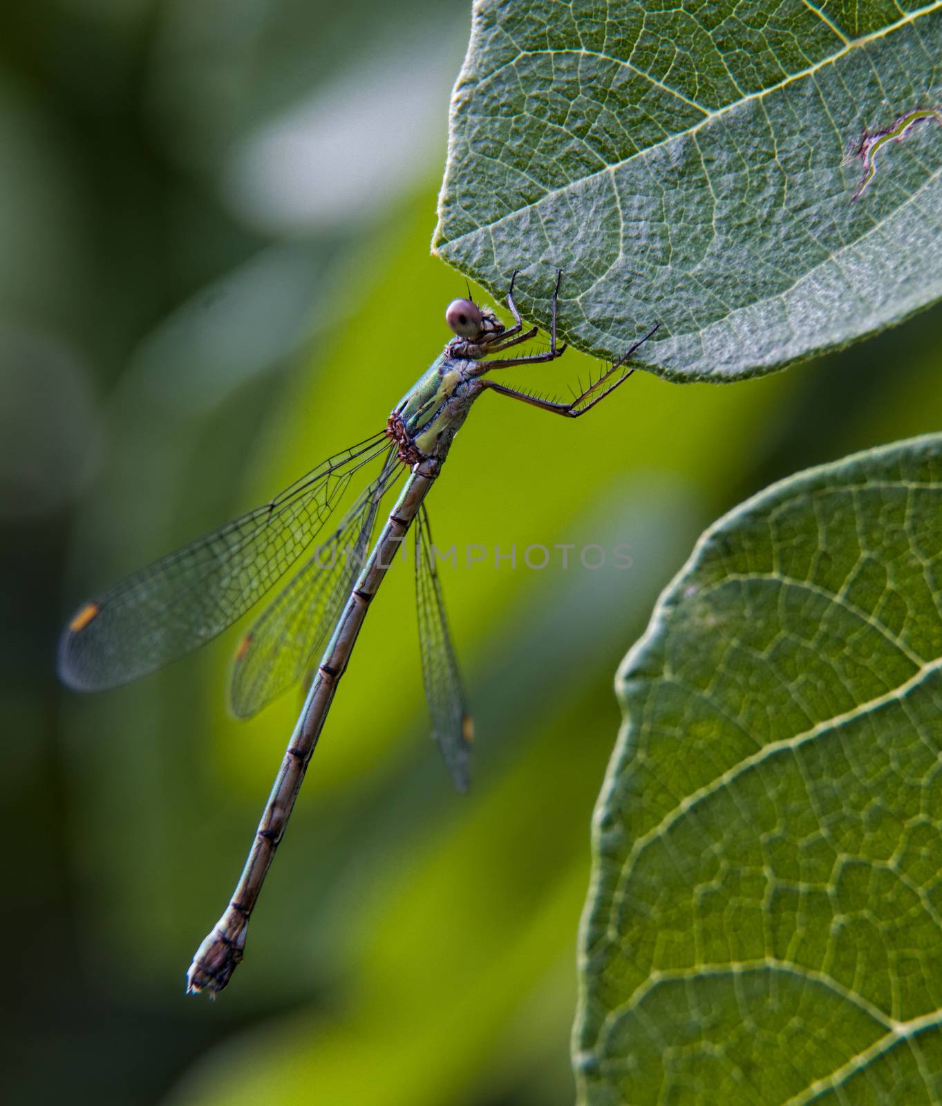 Dragonfly resting on a fig tree leaf.