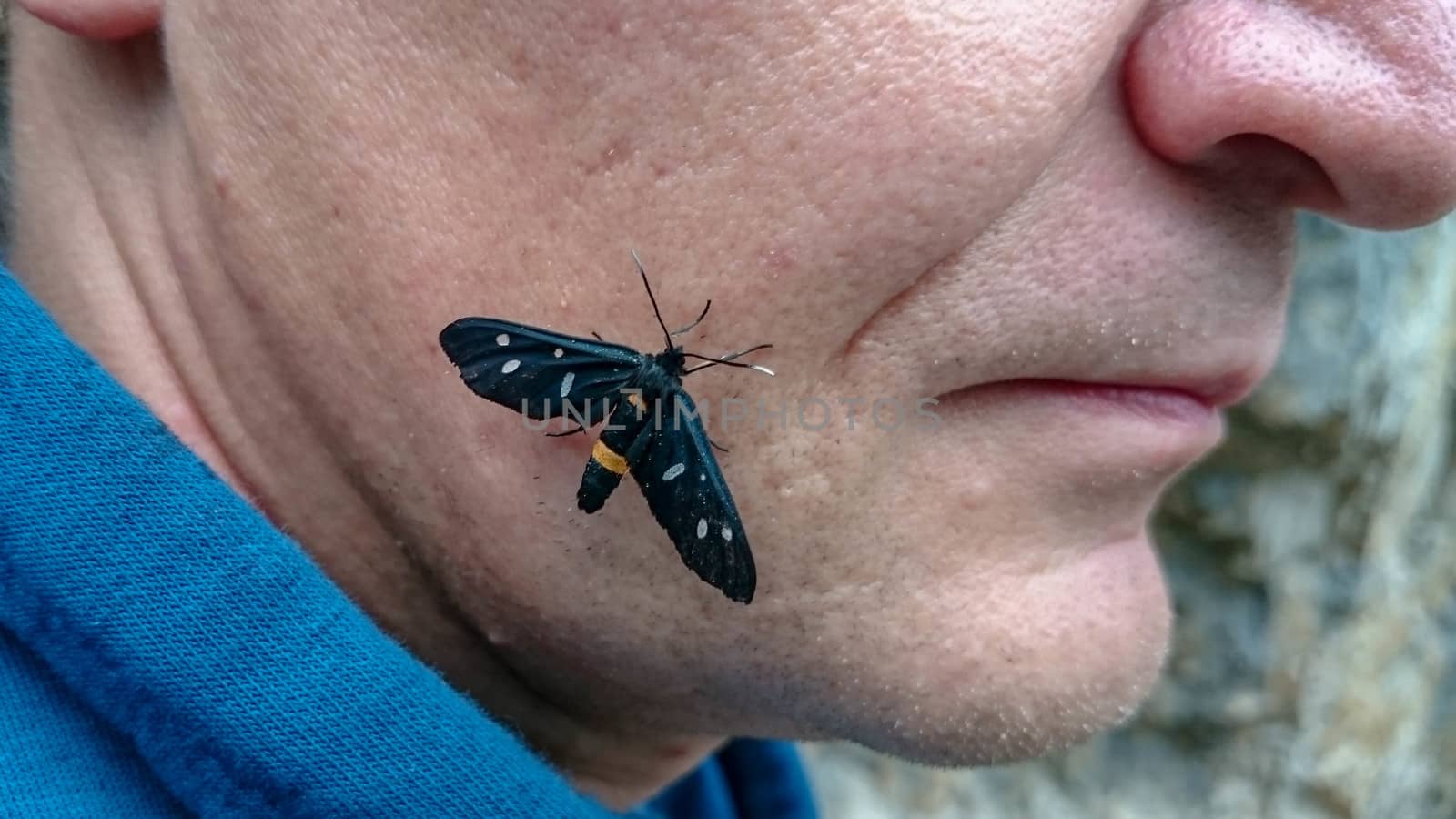 A black butterfly with white dots on its wings sits on a male face. Black butterfly on the head of a man. Man with a butterfly on his head.