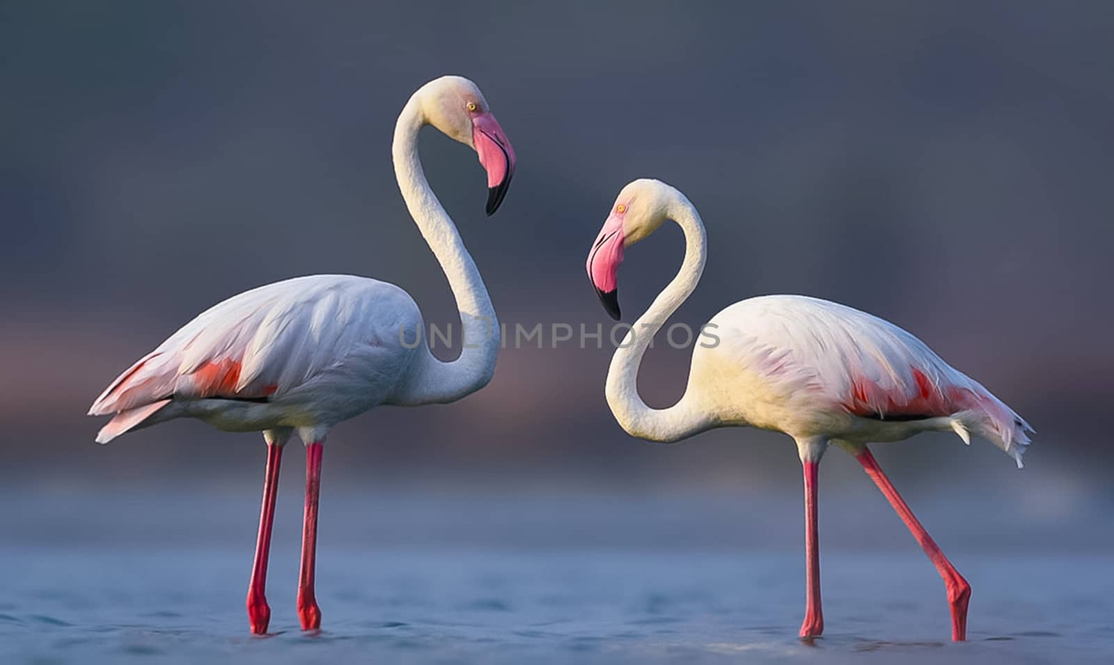 Greater flamingo bird pair standing together in lake by rkbalaji