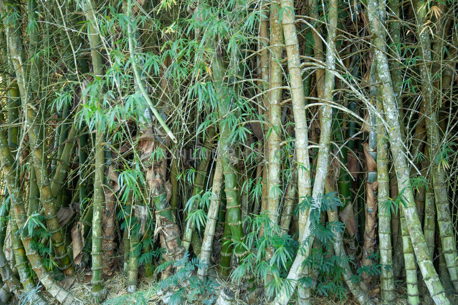 Lush bamboo thicket in the Botanical Garden of Cienfuegos, Cuba