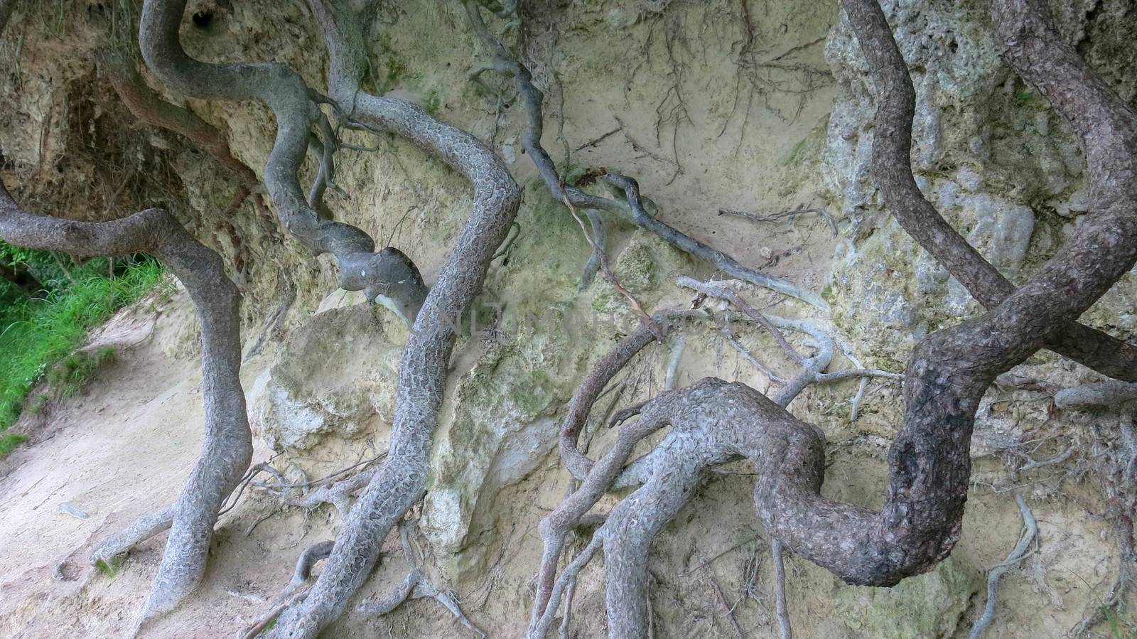 Beautiful image of big long branches and roots of tropical ficu tree in park.