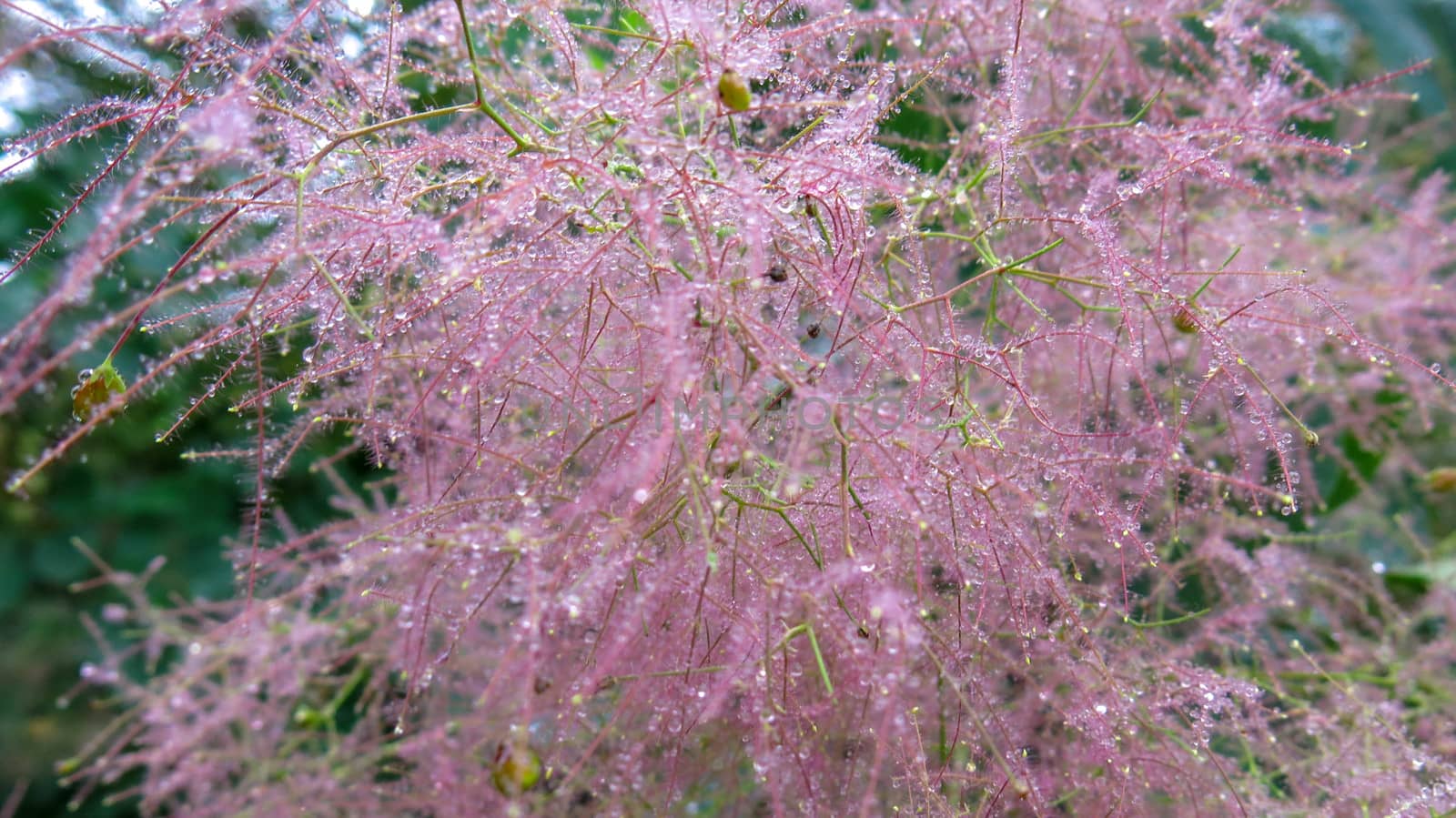 dew drops on flowers. Raindrops stuck on plant twigs by Sanatana2008