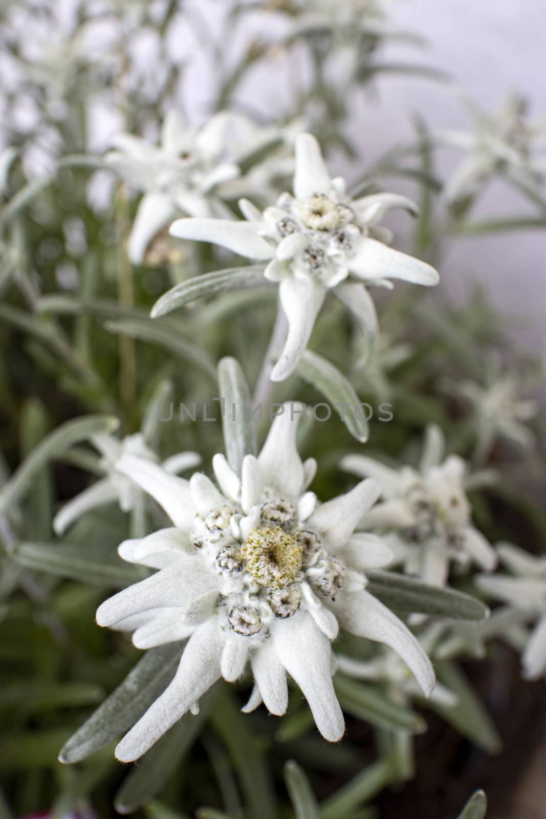 edelweiss flower by bernjuer