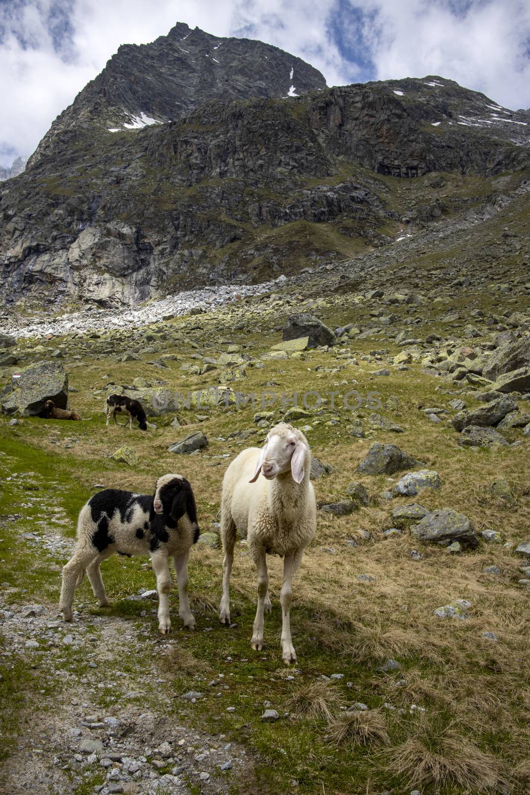 mountain sheep