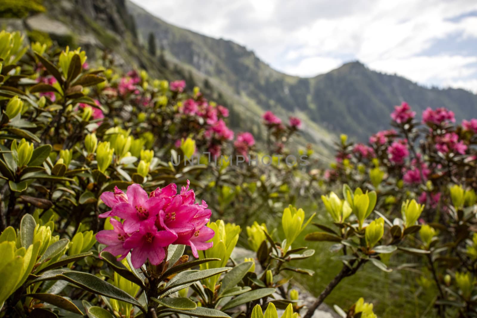 alpenrose flowers in austria