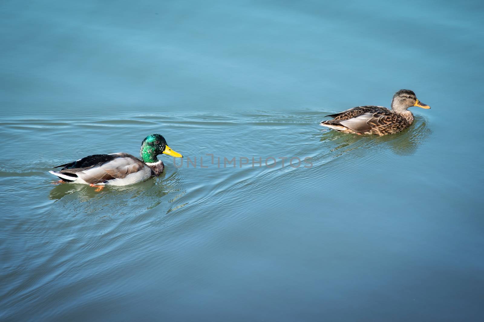 Ducks swimming. couple of mallard and drake floating on blue water. Two wild swim duck bird. Male and female fowl in aquatic wildlife. Pair of poultry tracking each other on clear pond. nature balance