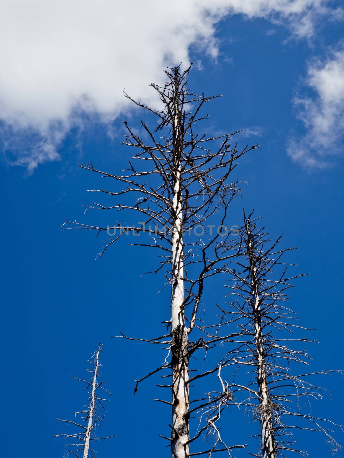 Dead trees in the Harz Silberwald (silver forest). by Arkadij