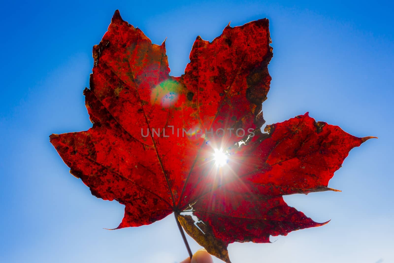 Beautiful red leaves with sunshine and blue sky. by Arkadij