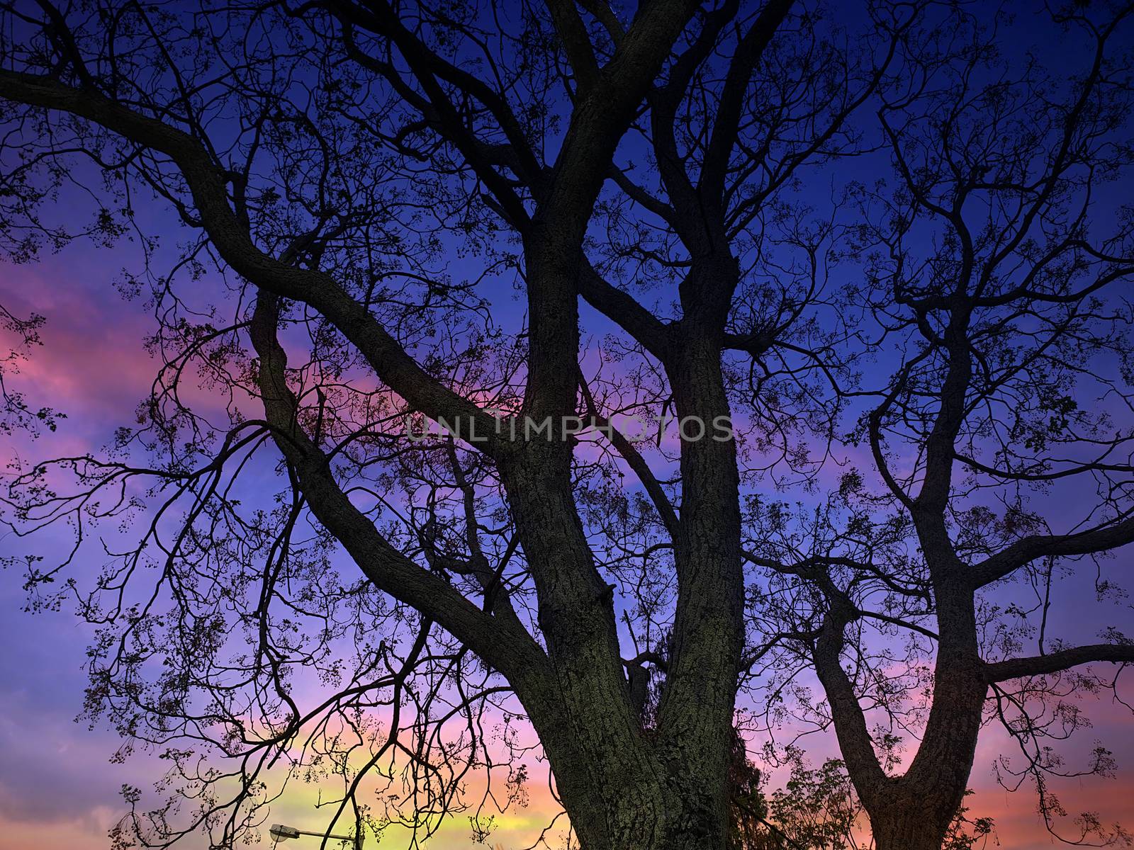 A beautiful tree in autumn against the backdrop of colorful dusky sky.
