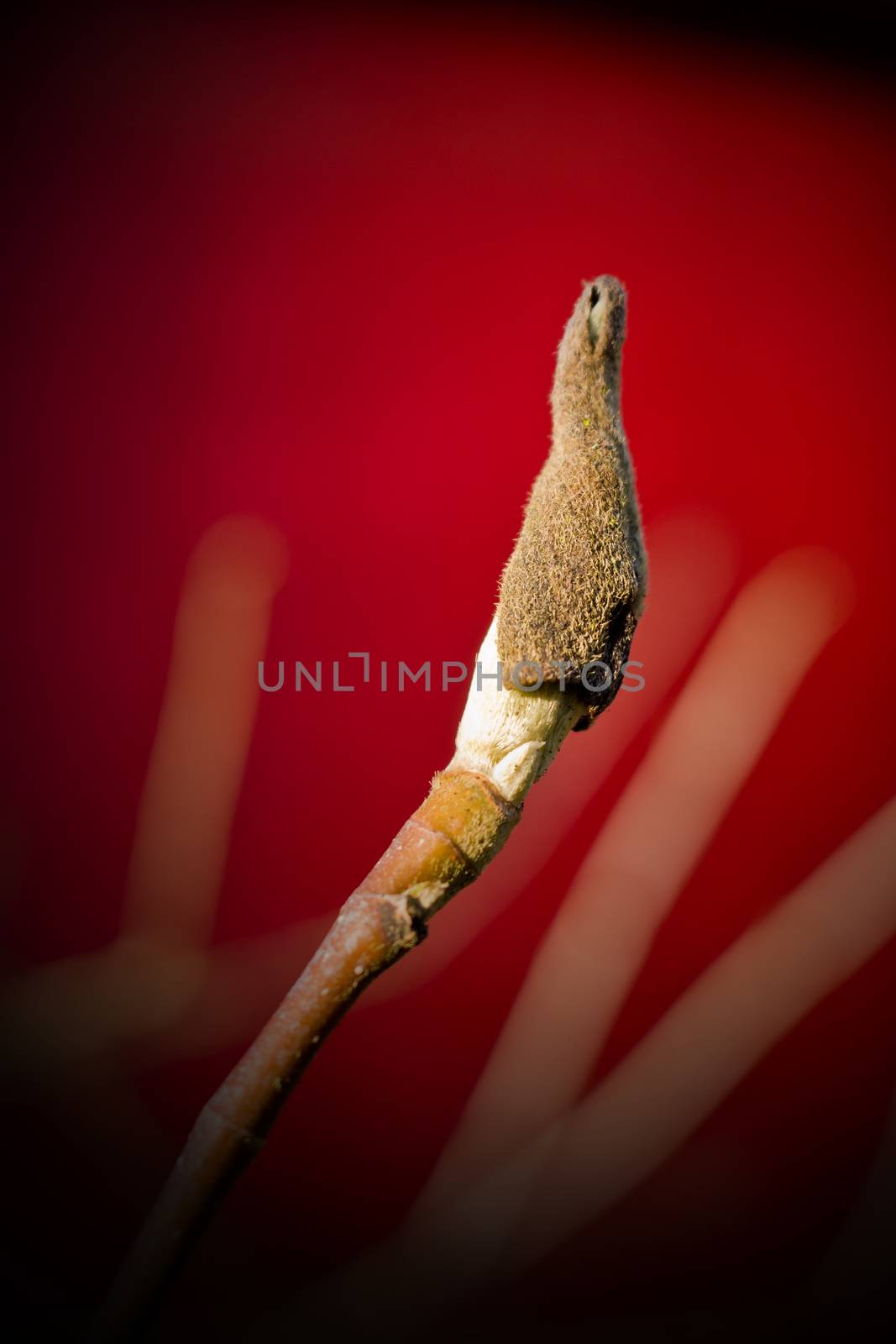 Tulip tree bud with red background. by Arkadij