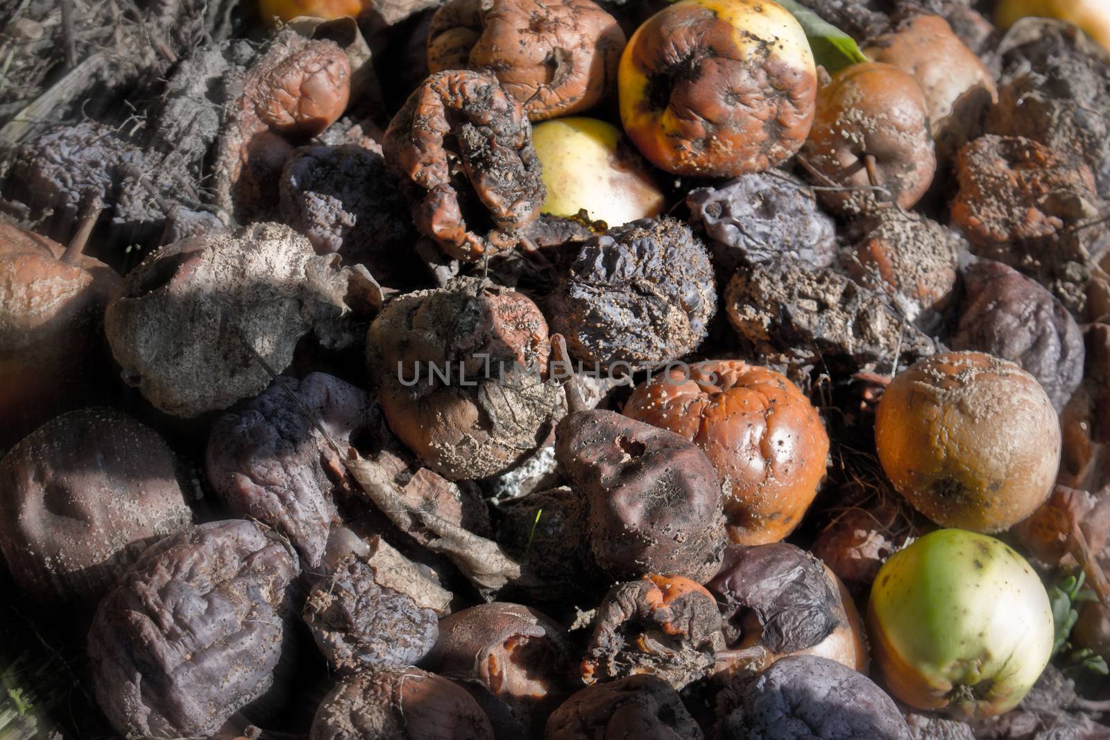 Rotten and broken fruit and vegetables in the composter in the garden.