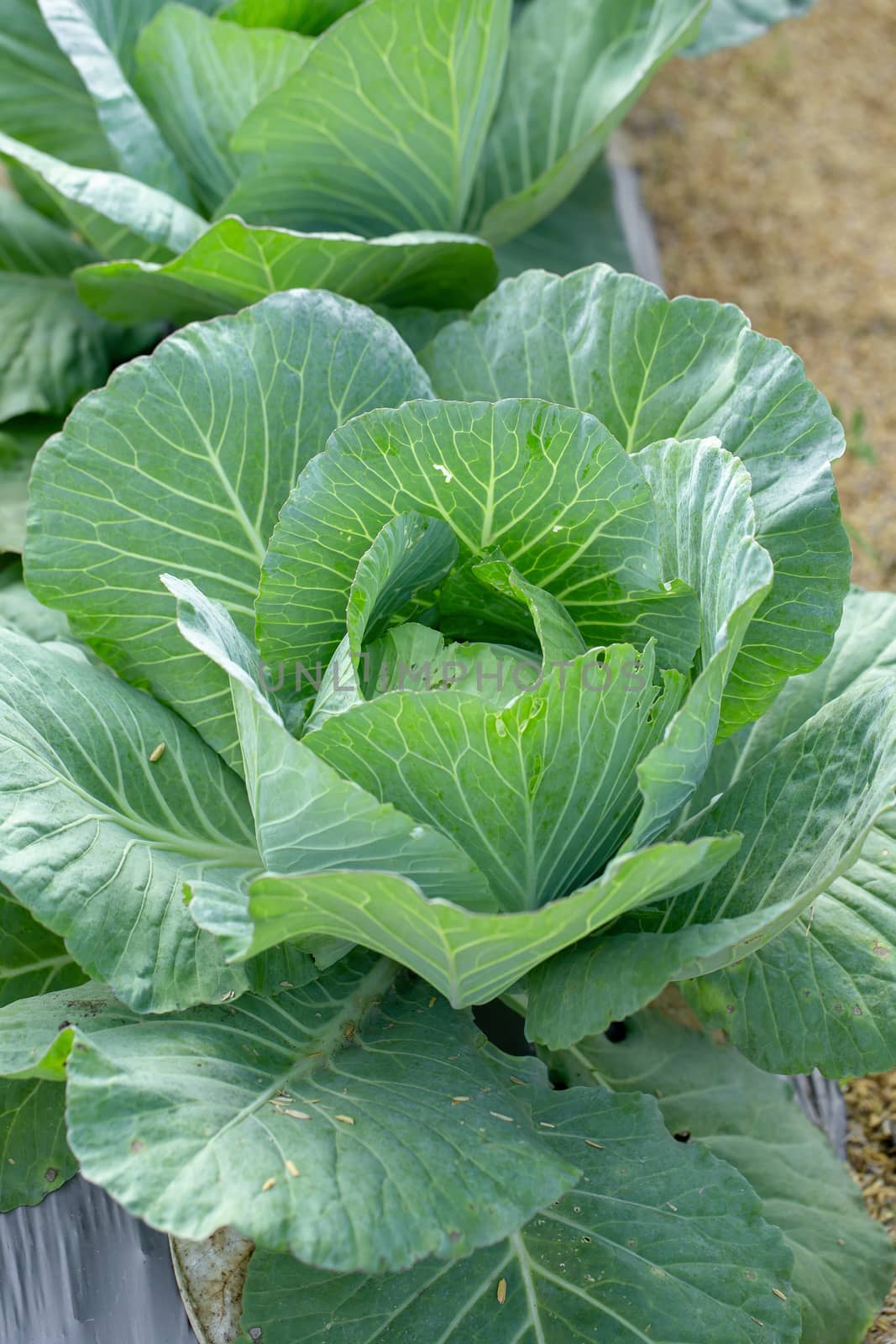 Fresh cabbage from farm field, cabbage in the garden by kaiskynet