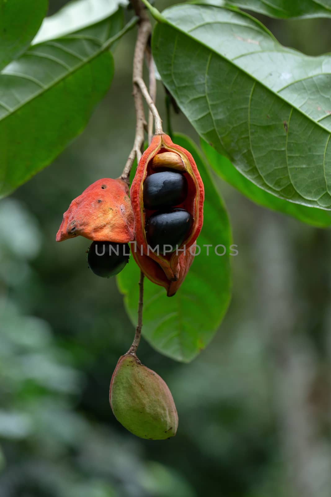Sterculia monosperma, Thai chestnut, Red Chestnut on tree.