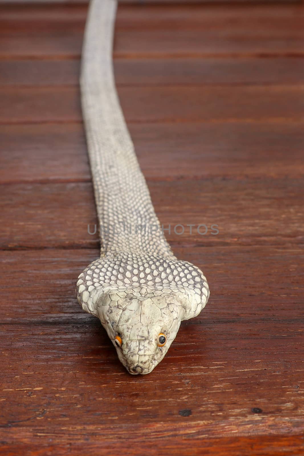 Tanned skin of Ophiophagus hannah. Close up of belt of the most venomous snake on Bali island in Indonesia. Product from leather workshop. King cobra also known as hamadryad, species of venomous snake