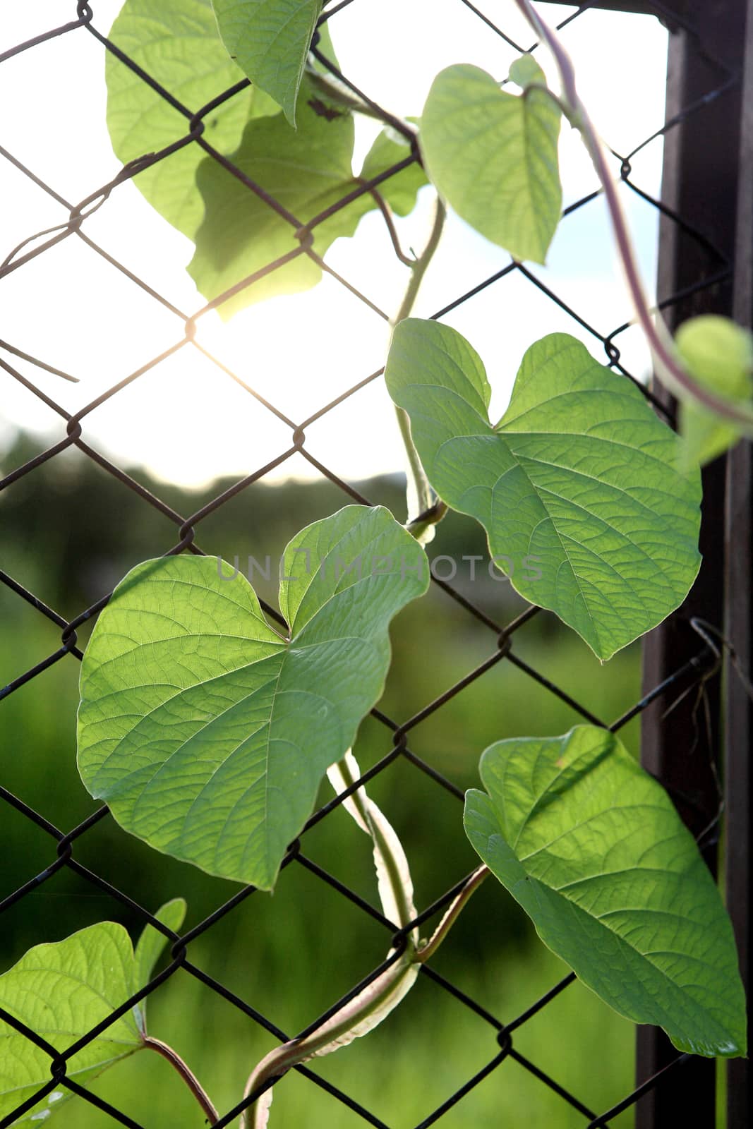 leaf on railing