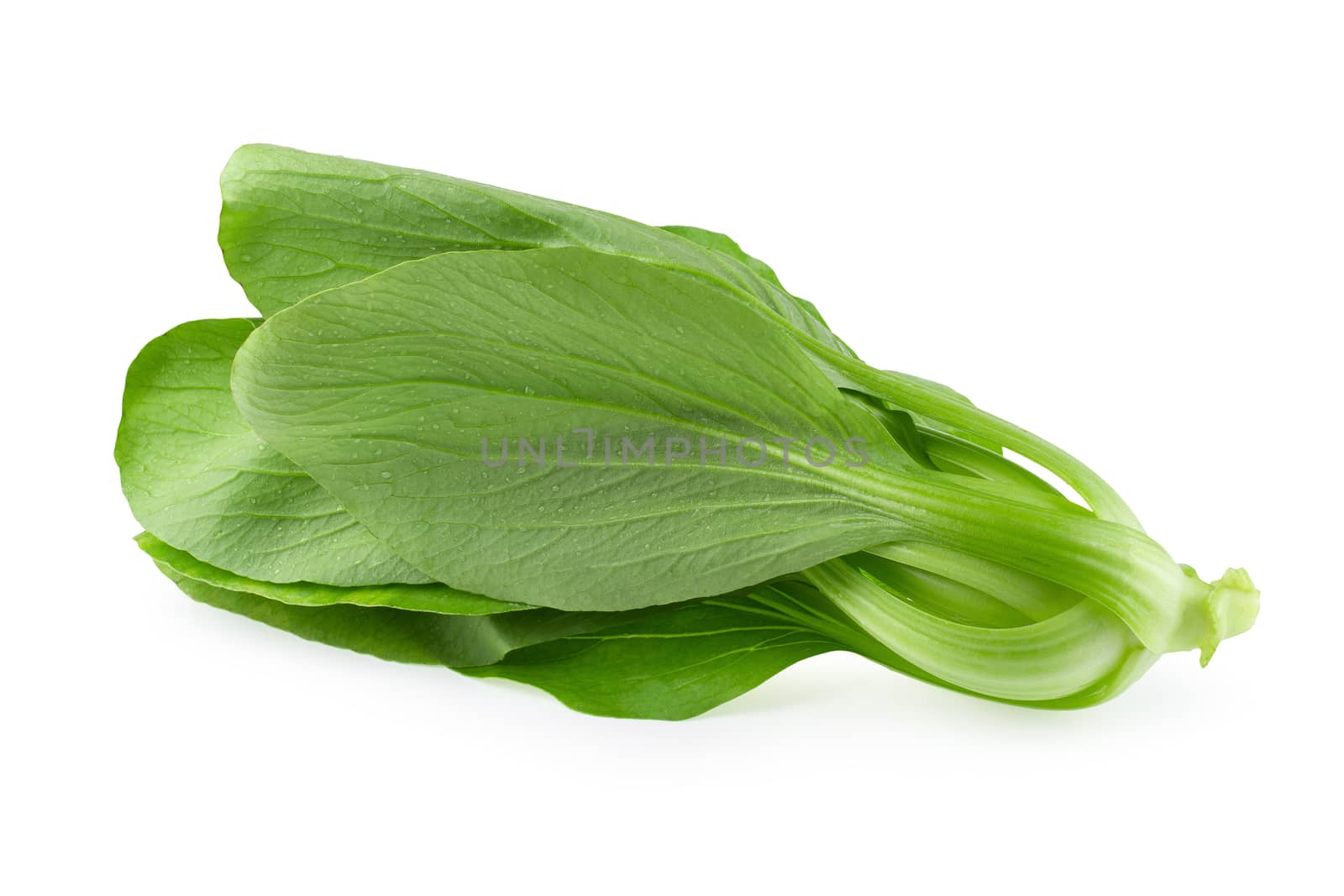Bok choy cabbage isolated over white background.
