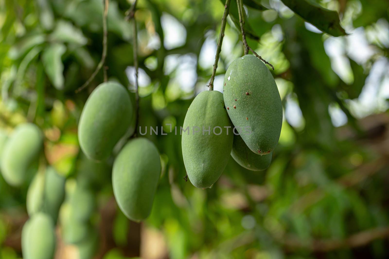 Closeup of Green Mangoes hanging on Mango tree.