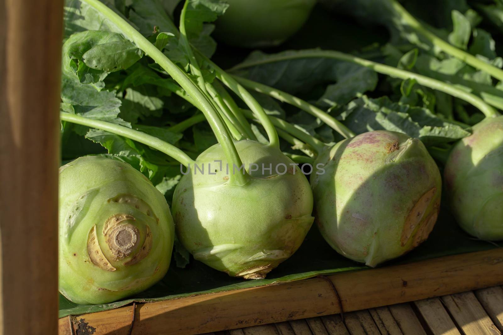 Kohlrabi cabbage or turnip plant growing in in the garden by kaiskynet