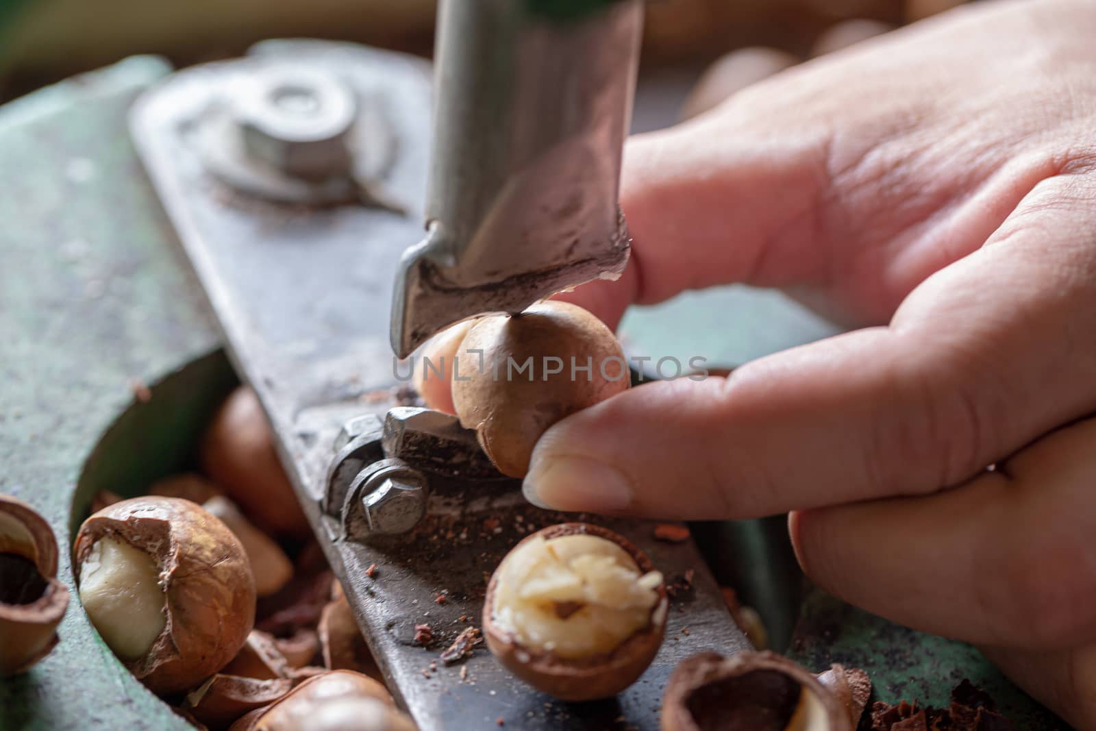 Shell cracker for cracking macadamia, open macadamia nut.