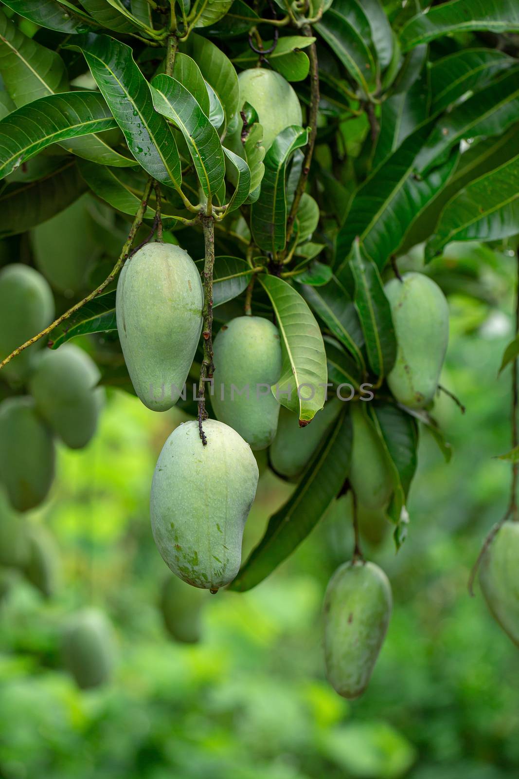 Closeup of Green Mangoes hanging on Mango tree.