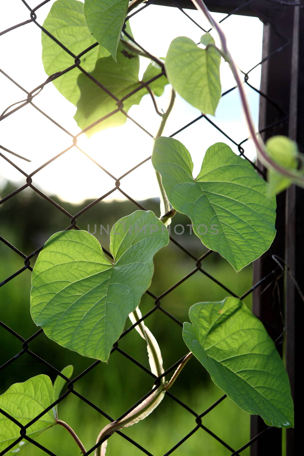 leaf on railing