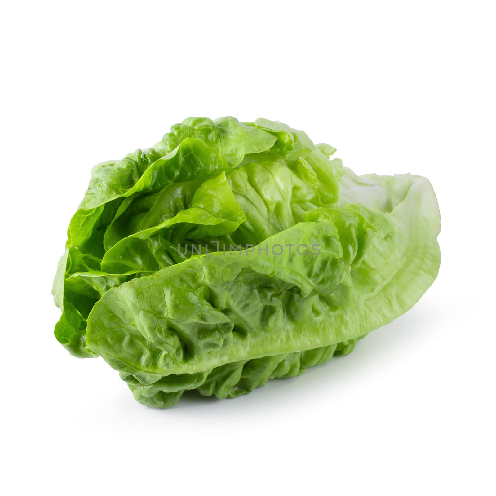 fresh baby Cos Lettuce Isolated over the White Background. by kaiskynet