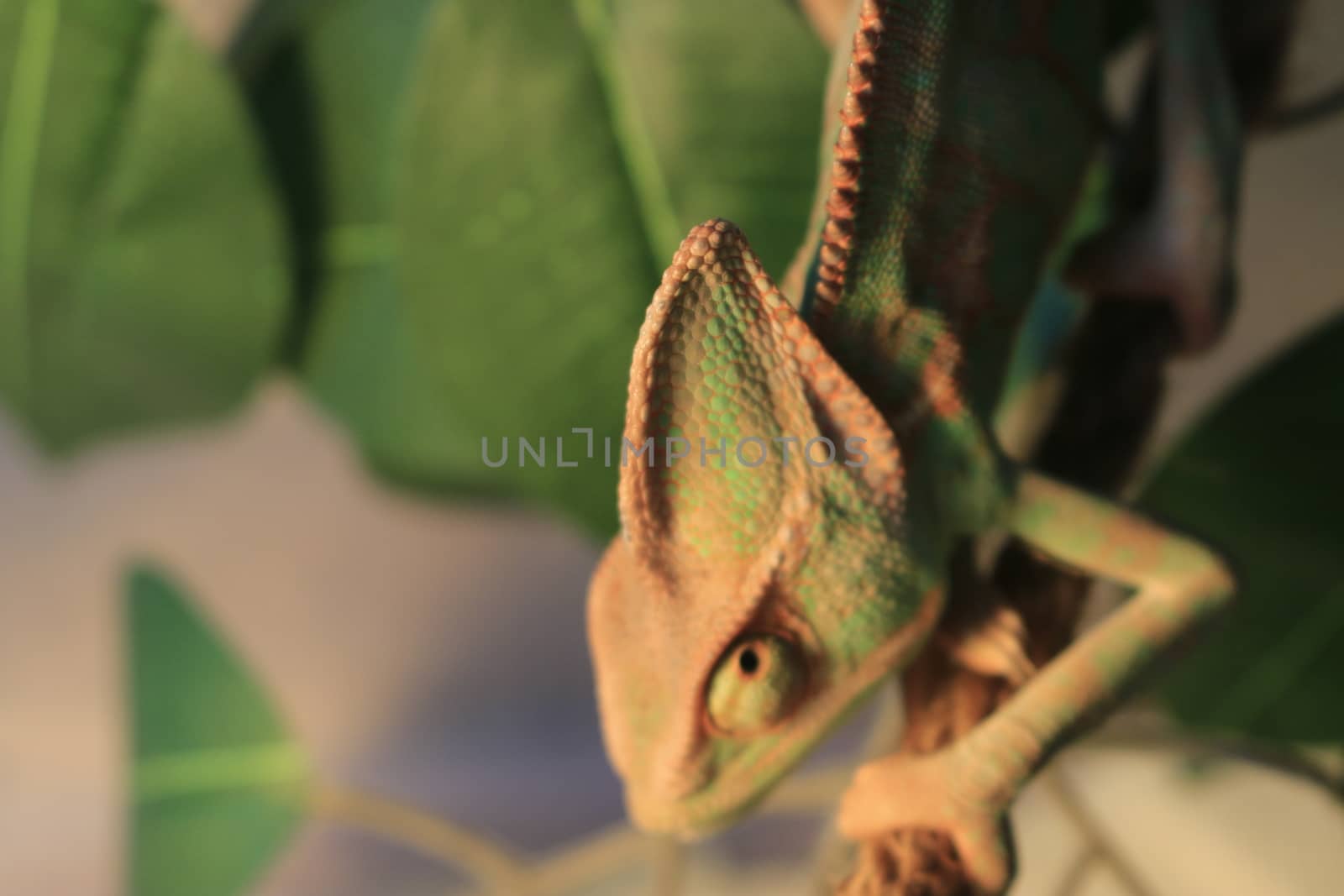 Veiled Chameleon on plant against green background/Yemen Chameleon/Veiled Chameleon (Chamaeleo Calyptratus)