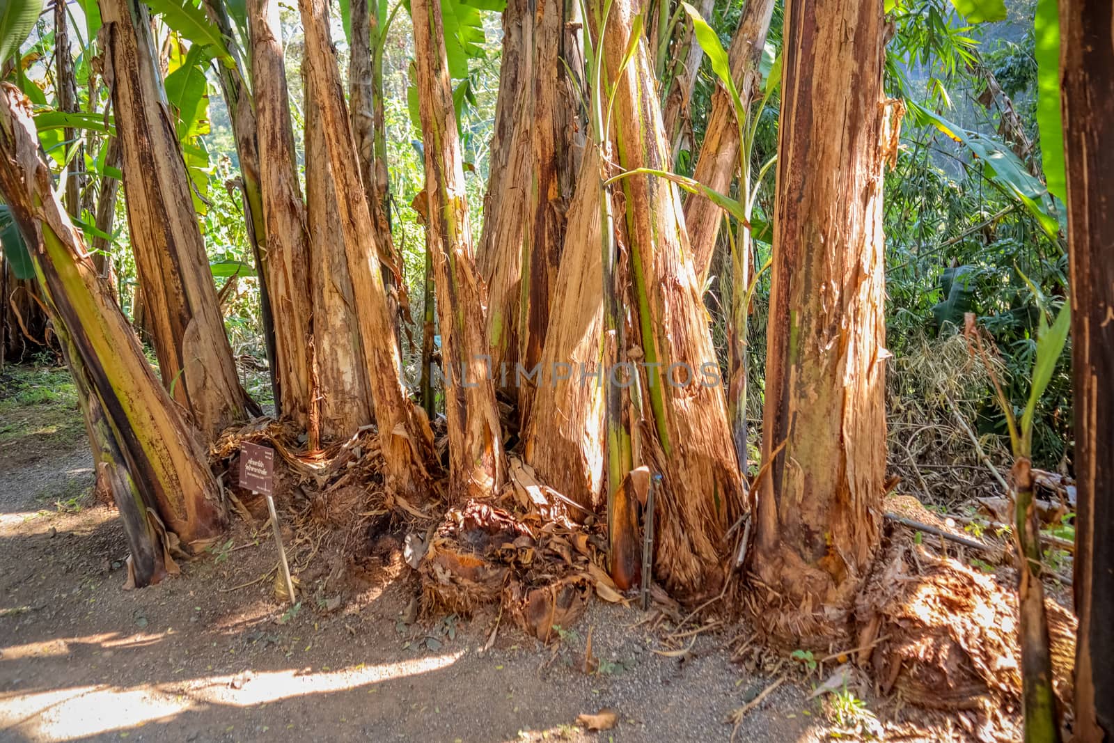 A park with big old trunks of palm trees and a village road