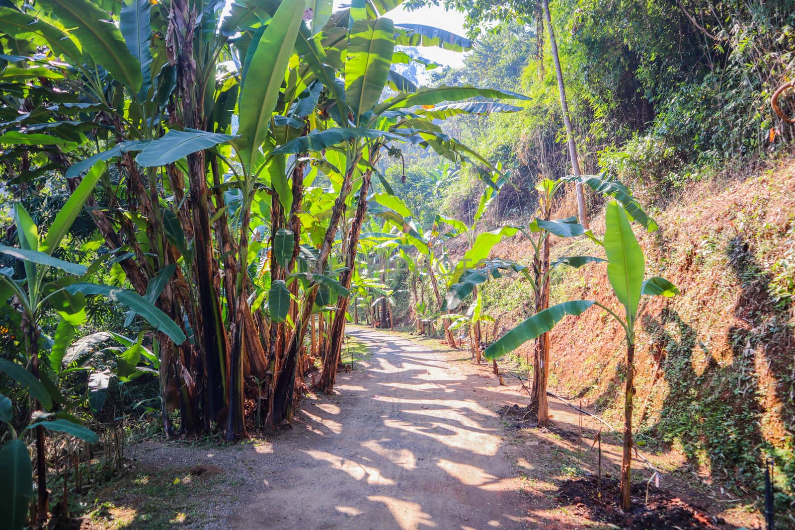 A park zone with palm trees growing along an village road in countryside in a sunny weather