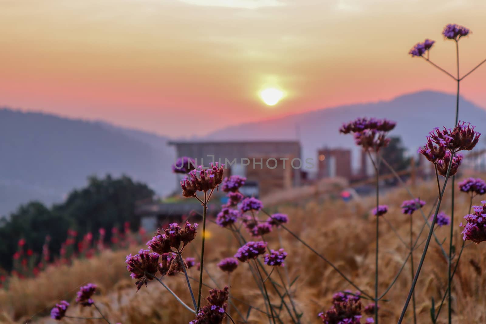 summer nature background with grass and flower village farm house and mountains back with bright sunset in the evening