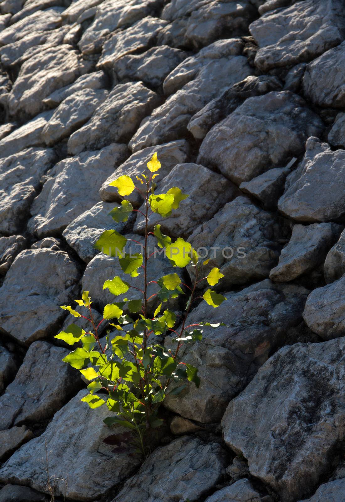 Plant grows between the stones.