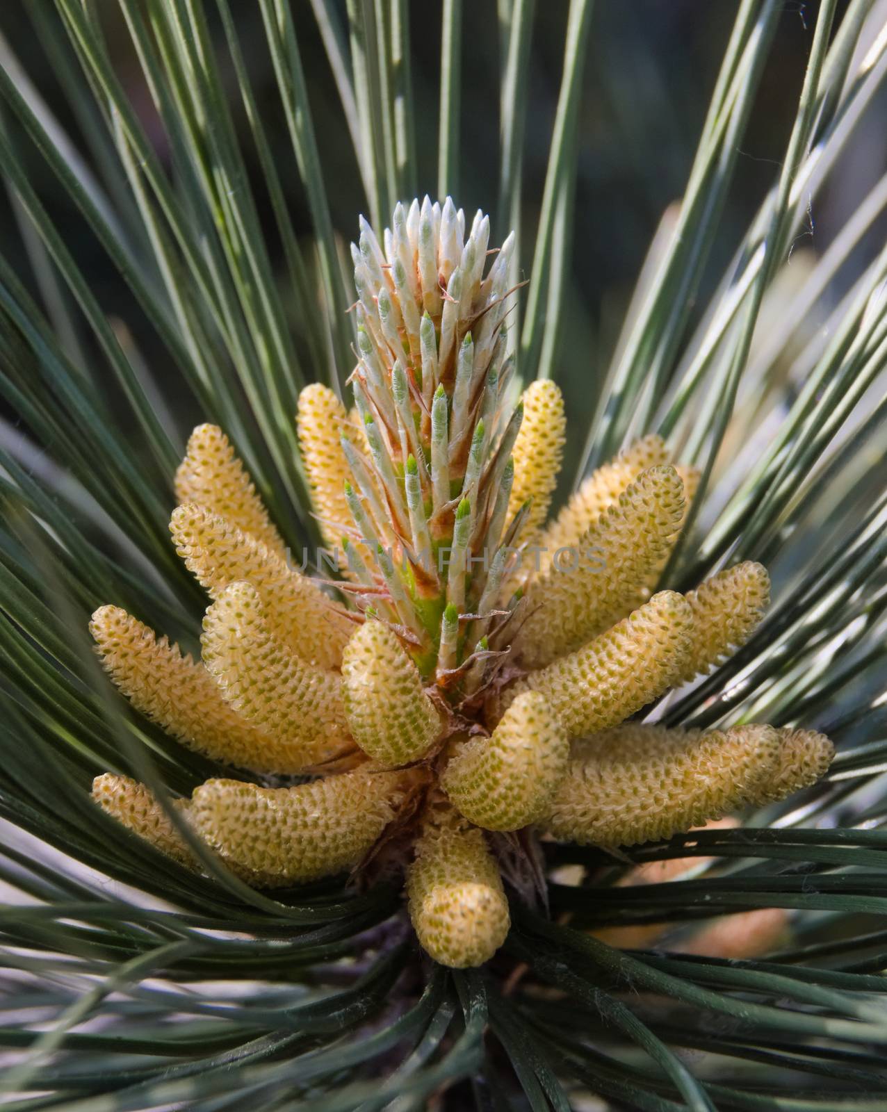 pine-cone by gallofoto