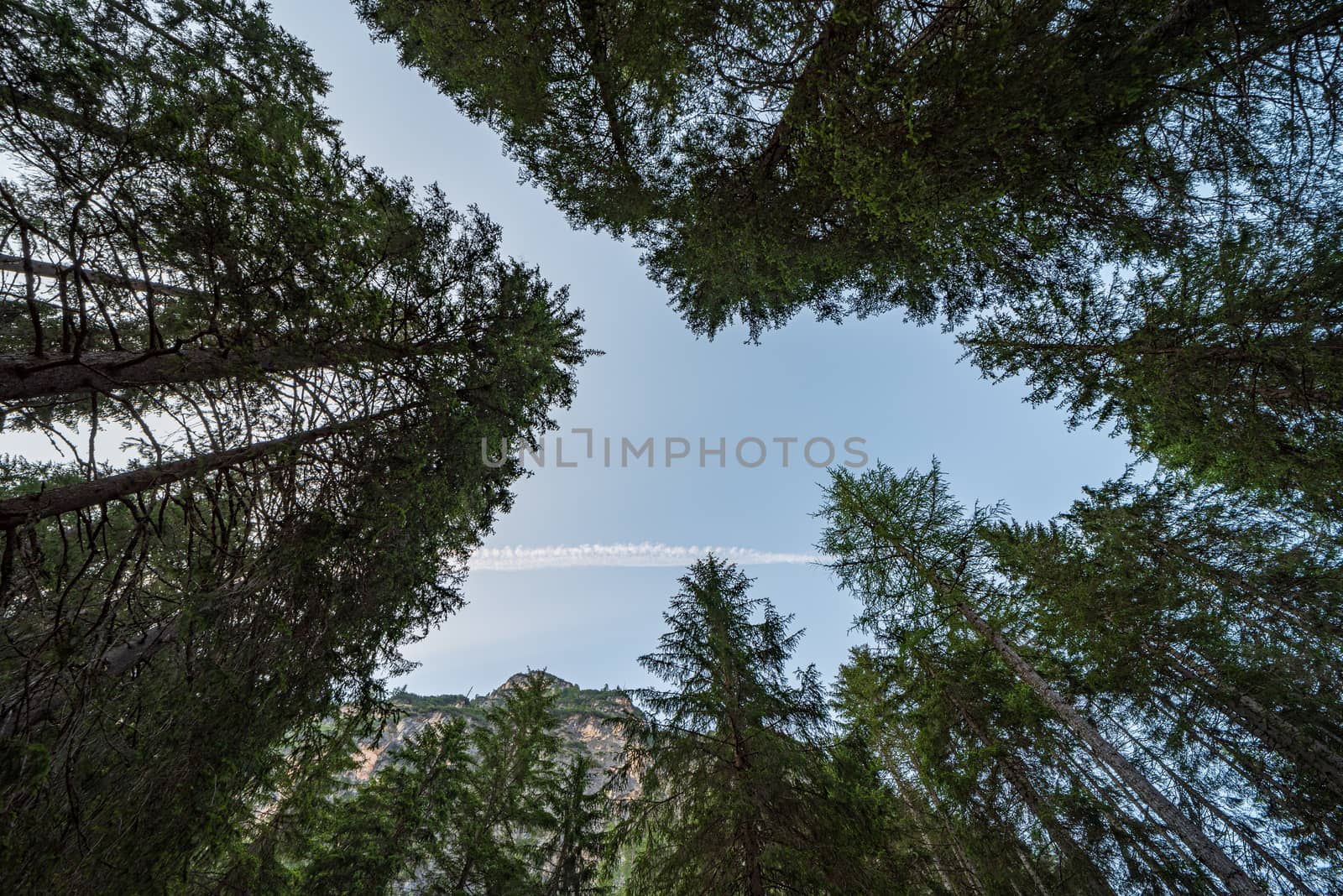 Looking upwards you can see a blue sky among the tall trees in which the wake of an airplane has remained