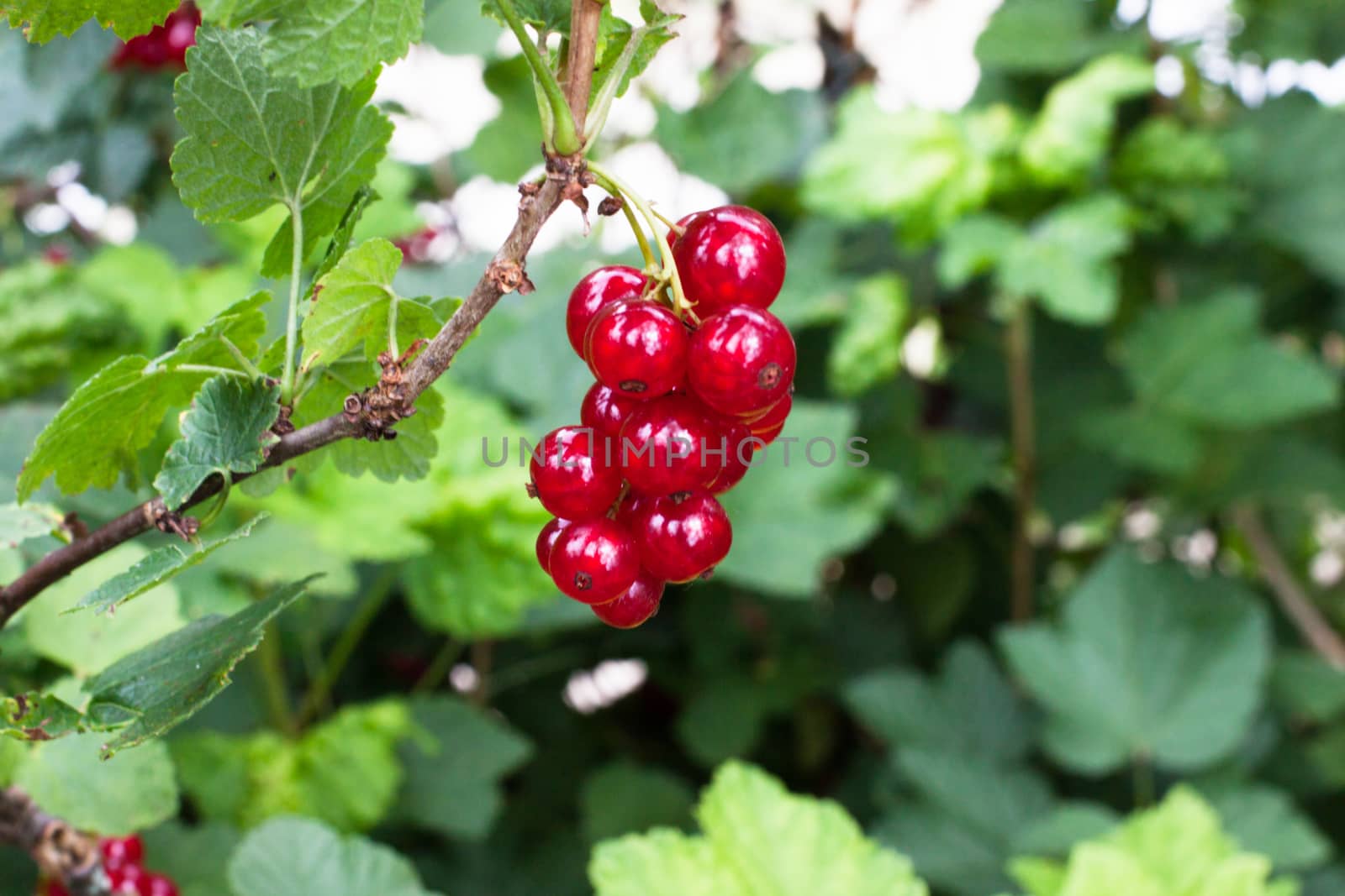 Ripe red currant. Ripe red currant on a bush among foliage