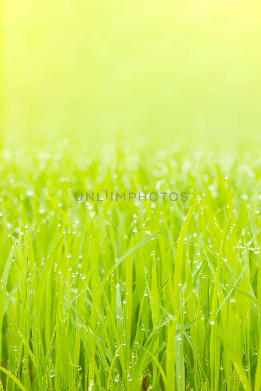 Drops of water dew on the leaves of rice seedlings and gold sunlight in the morning. Closeup and copy space on the top. Concept of the organic farm. The sprout of rice plants in farmer's plantation.