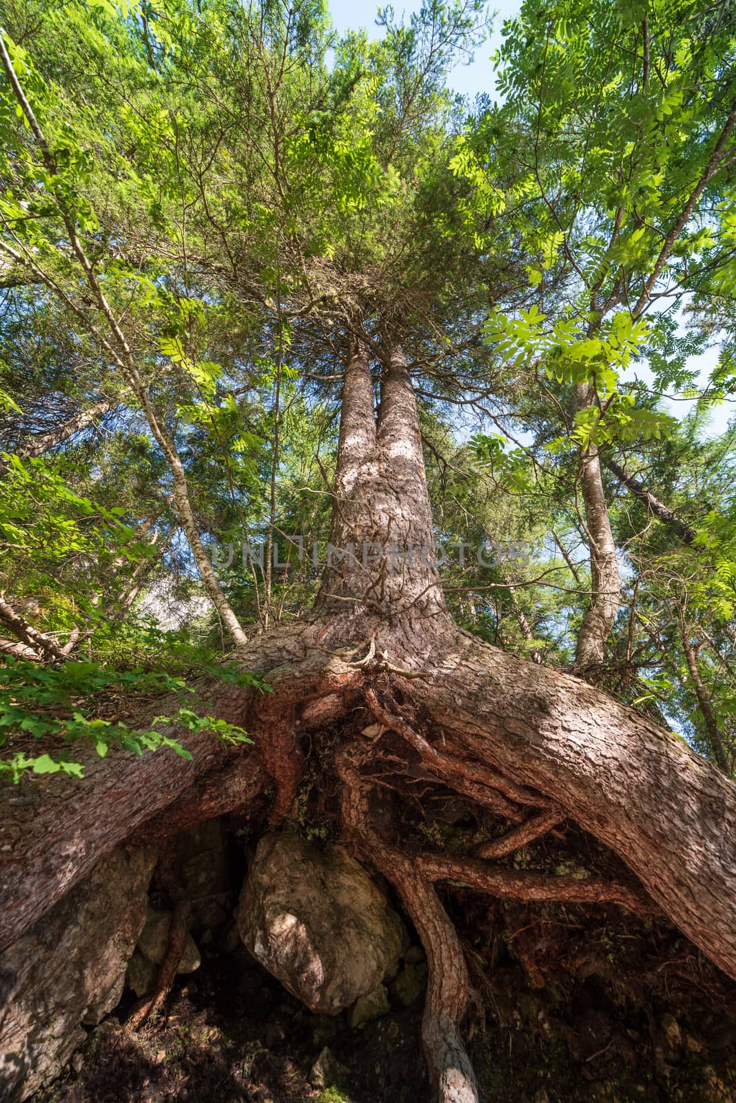 Bottom view of a large tree and its huge roots that come out of the ground, naturalistic image