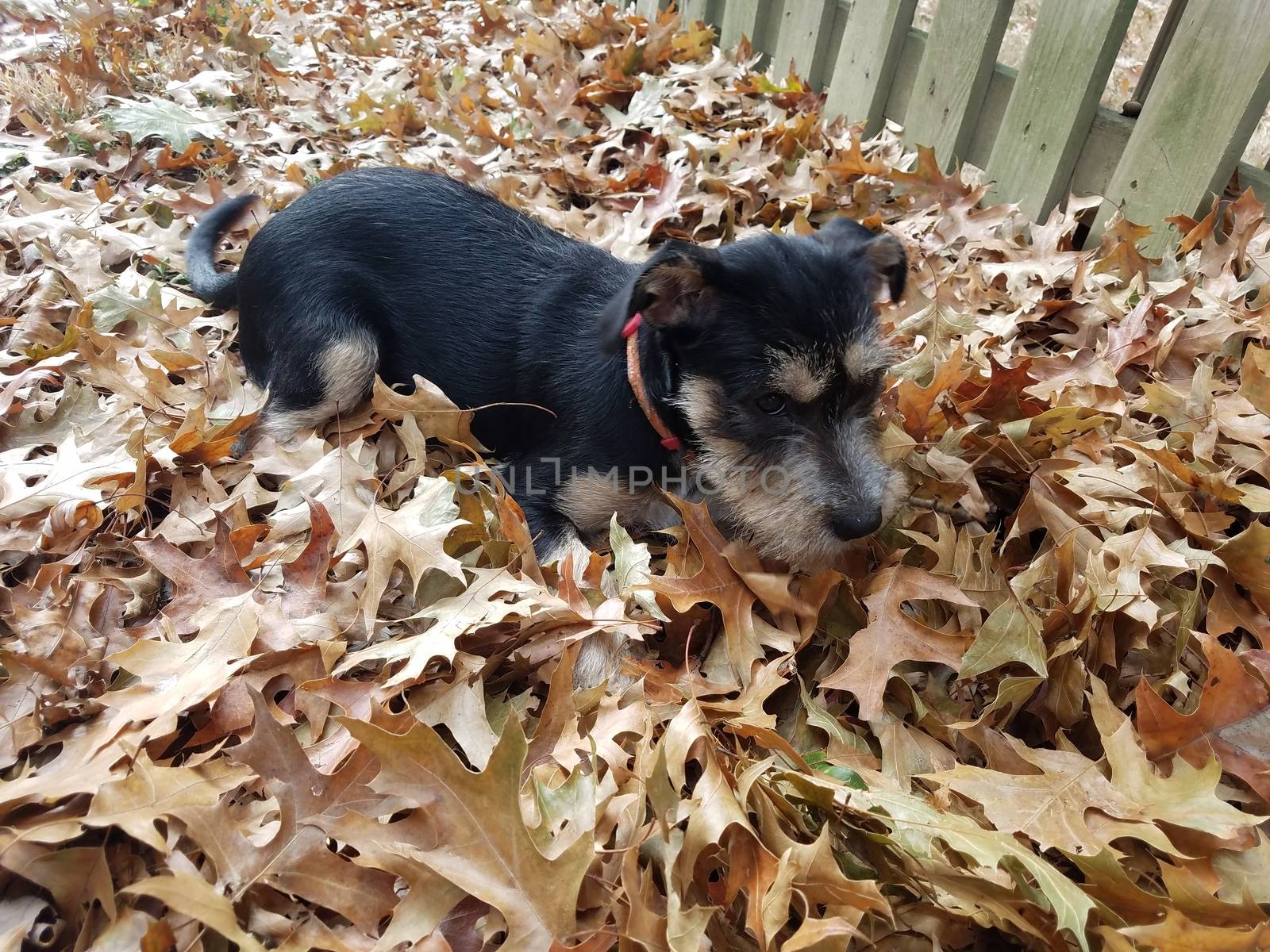 black and white puppy dog playing in fallen brown leaves