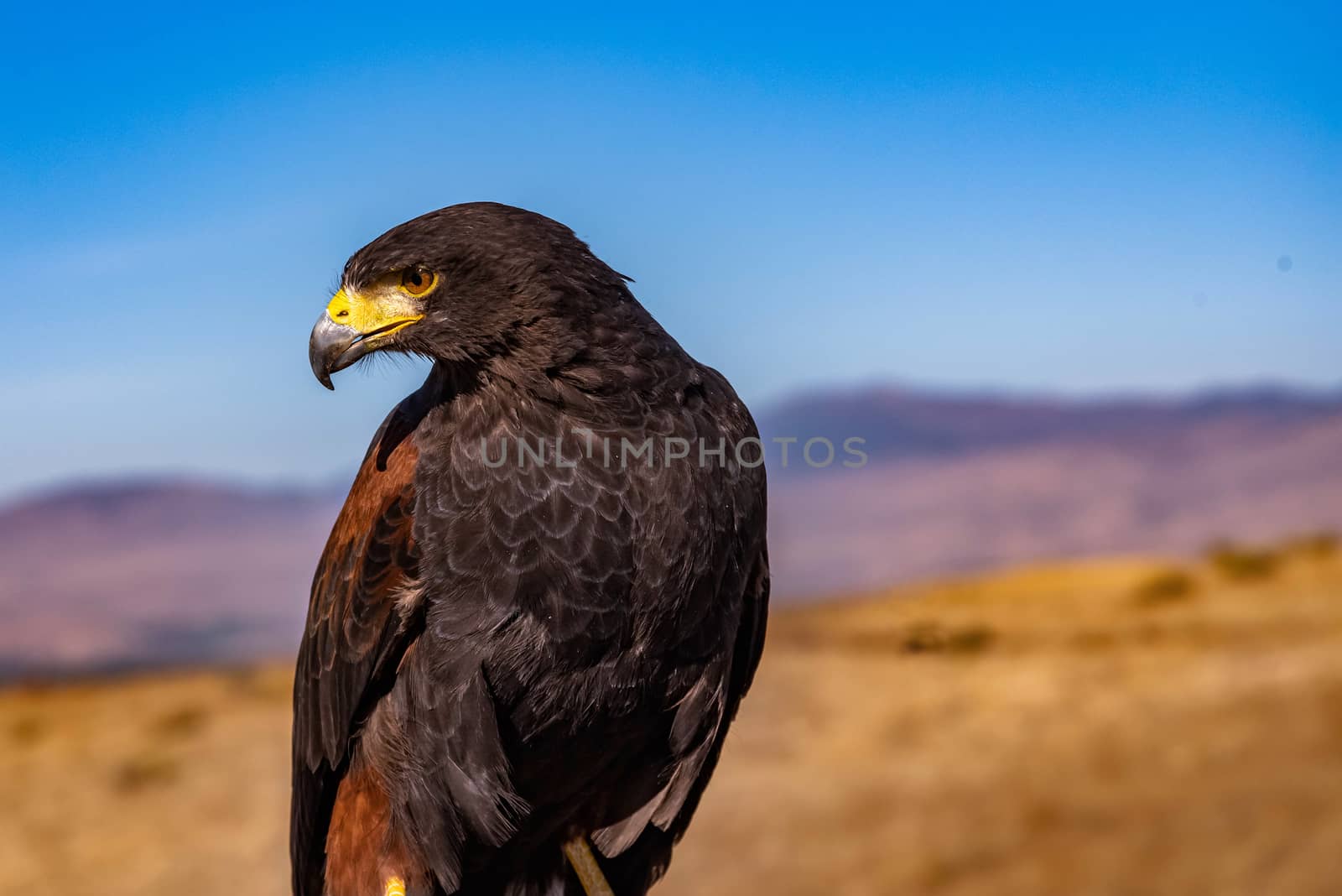 Harris's Hawk looking to the side with a desert background with blue sky.