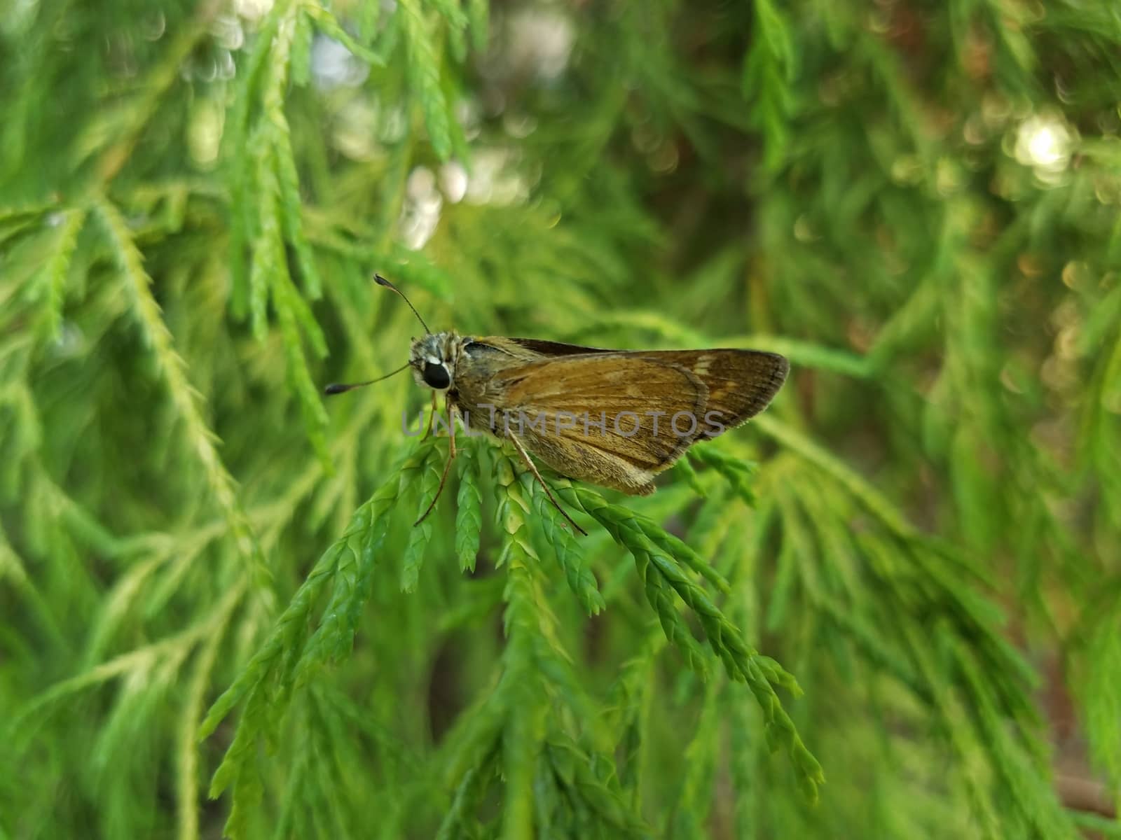 brown moth insect with wings on branch of green tree