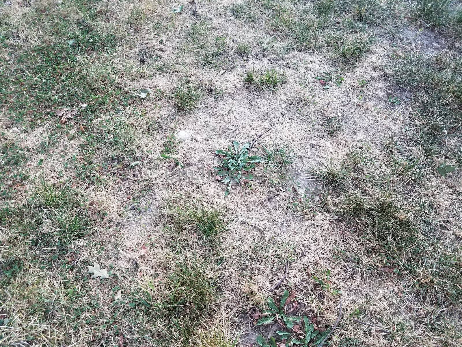dry brown and green grass on lawn or yard with green weed