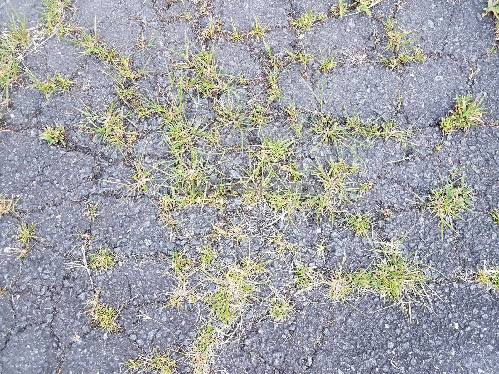 asphalt or pavement with grasses and cracks by stockphotofan1