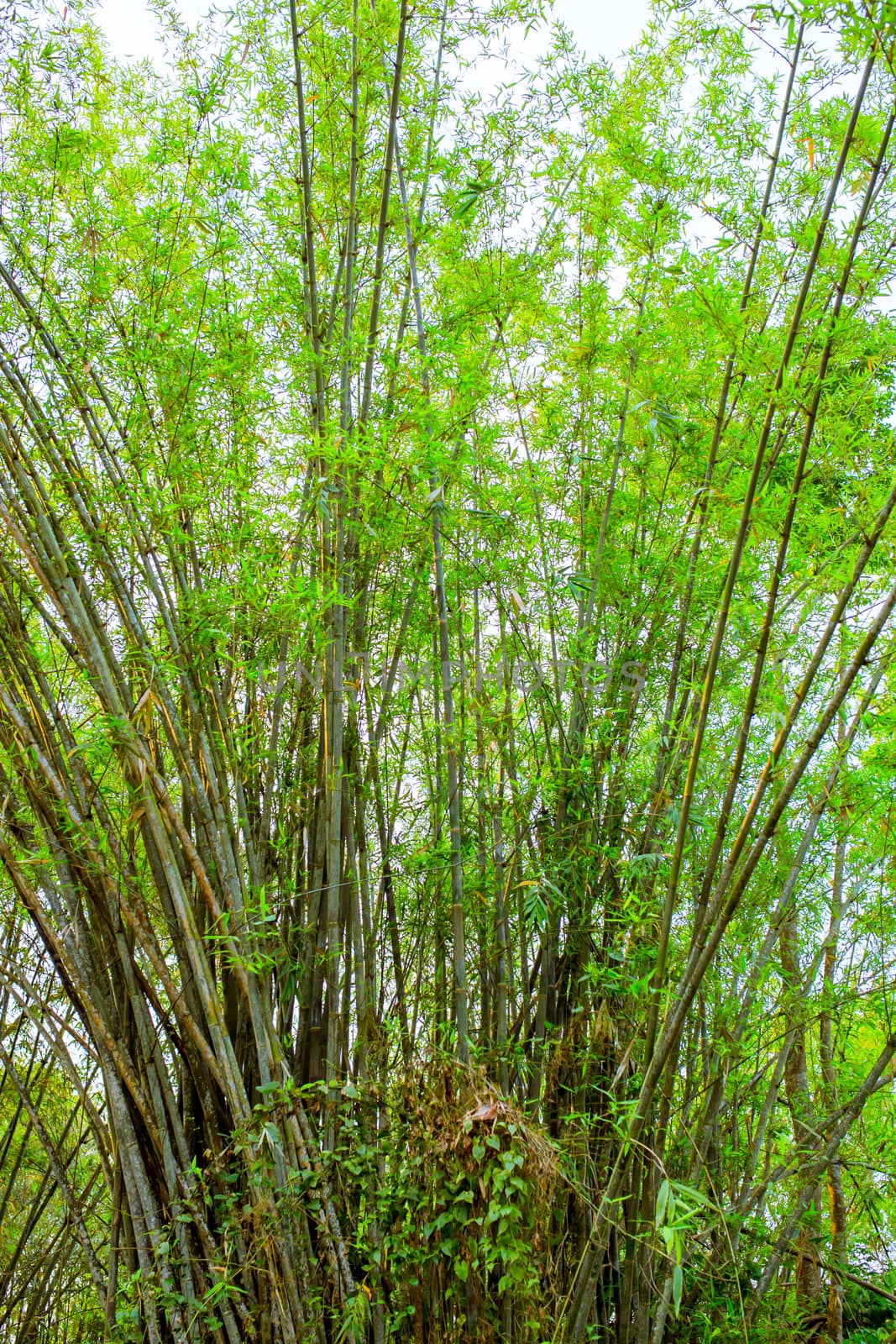 This tree is a lot of bamboo trees.