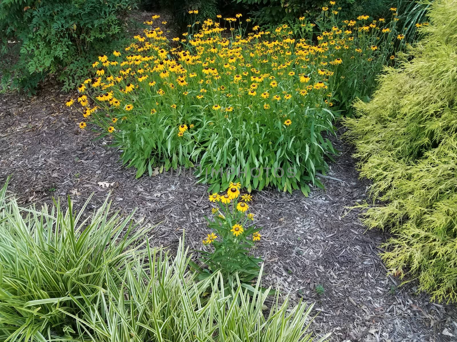 yellow black eyed susan flowers in a group and one solitary flower